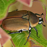 Dischista cincta